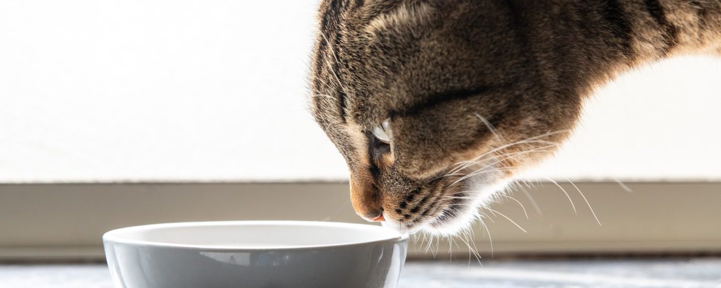 水を飲もうとする猫
