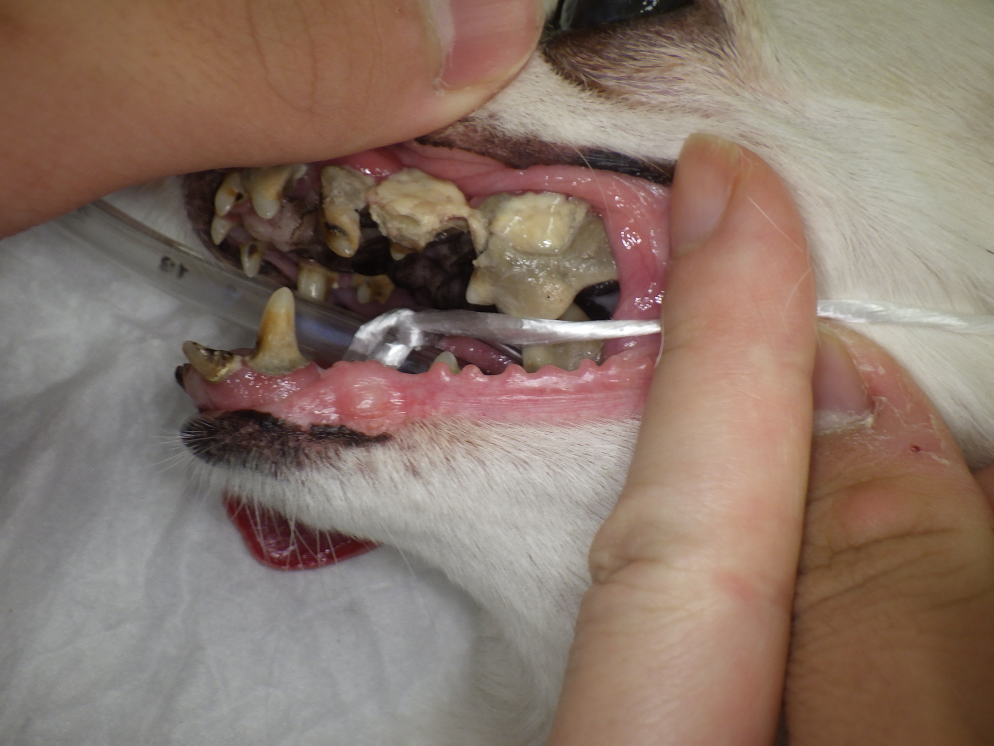 重度の歯周病で歯石に覆われた犬の奥歯
